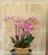 Orchidee in cesto
